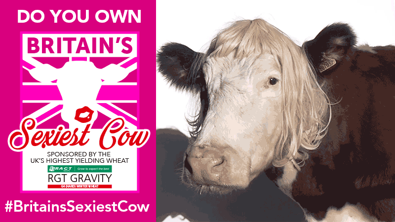 Britains Sexiest Cow
