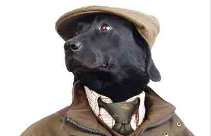 Seeland, Strategic Marketing, Dogs Clothing, expert in the field